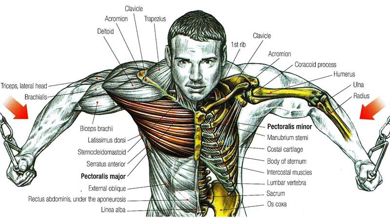 Anatomy of the Chest